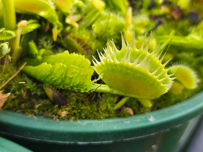 Dionaea muscipula 'Reptile' - Venus Fly Trap