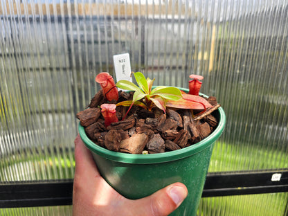 Nepenthes 'Binky' - Highland Tropical Pitcher Plant