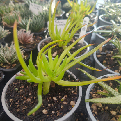 Aloe Bulbine Frutescens