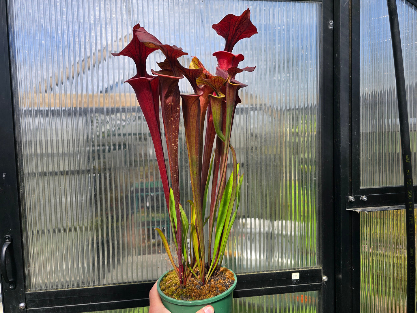 Sarracenia flava var. atropurpurea - American Pitcher Plant