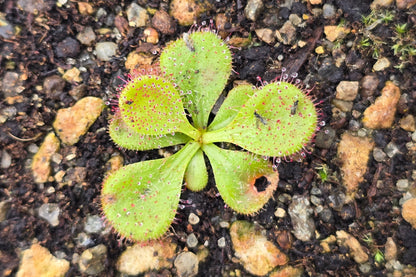 Drosera macrophylla - Tuberous Sundew