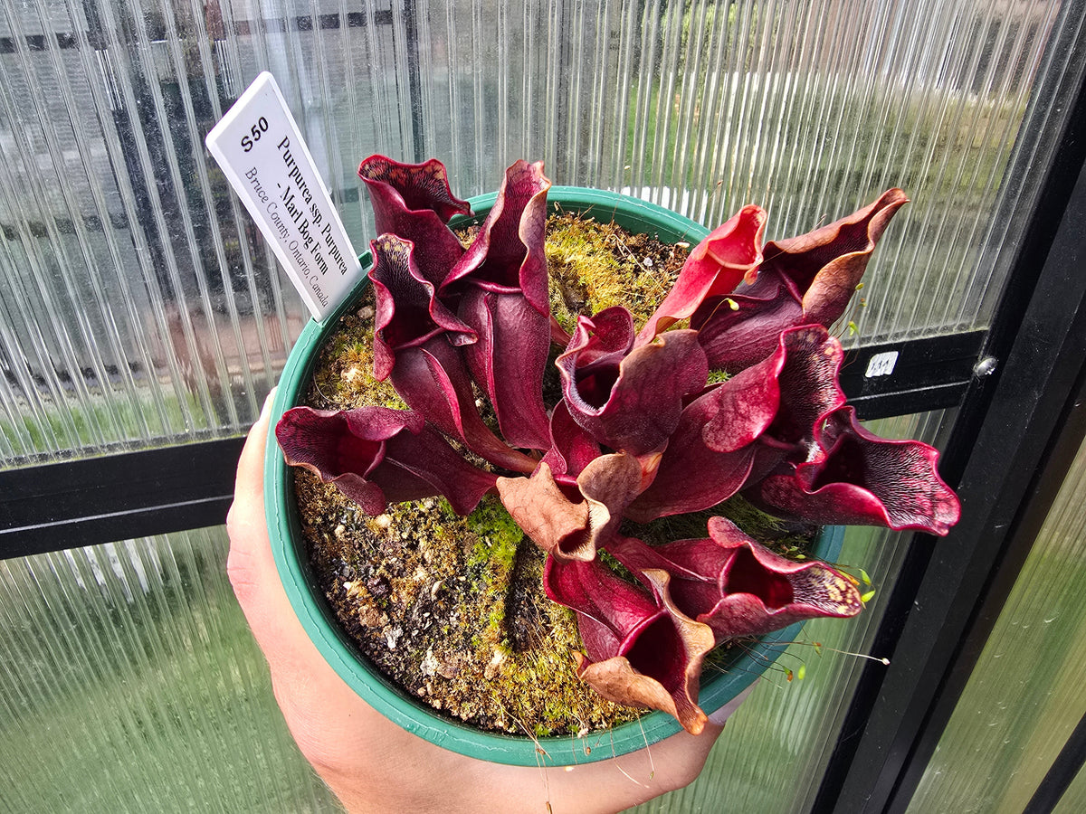 Sarracenia purpurea ssp. purpurea - Marl Bog Form (Bruce County, Ontario, Canada) - Purple Pitcher Plant
