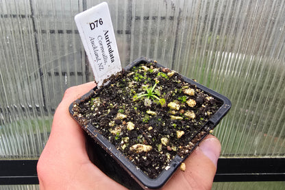 Drosera auriculata (Cornwallis, Auckland, NZ) - Tuberous Sundew