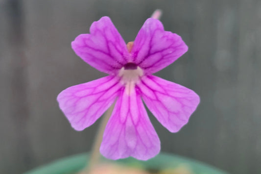 Pinguicula 'Niklas' - Mexican Butterwort