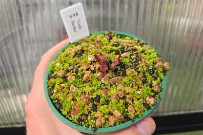 Dionaea muscipula 'Gold Strike' - Venus Fly Trap