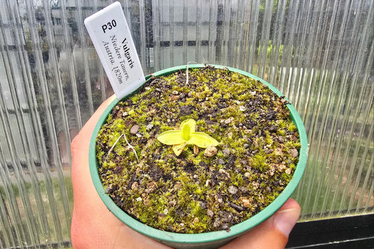 Pinguicula vulgaris (Niedere Tauern, Austria) - Cold Temperate The-Common Butterwort