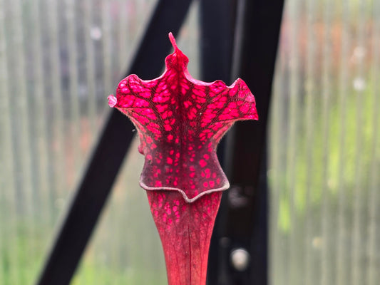 Sarracenia 'Daina’s Delight' - American Pitcher Plant