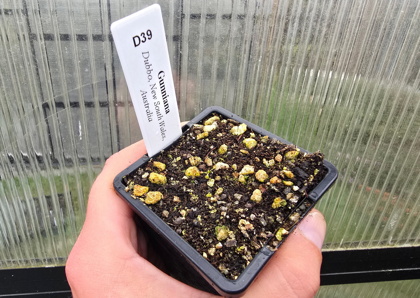 Drosera gunniana (Dubbo, New South Wales, Australia) - Tuberous Sundew