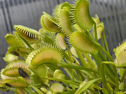 Dionaea muscipula 'Ghost' - Venus Fly Trap