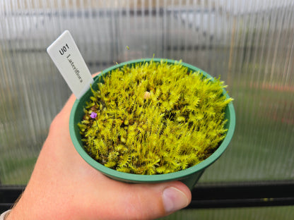 Utricularia lateriflora - Terrestrial Bladderwort