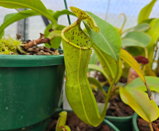 Nepenthes burbidgeae x reinwardtiana - Intermediate Tropical Pitcher Plant