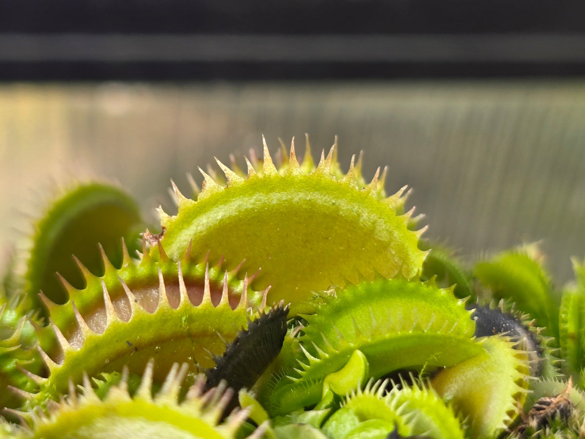 Dionaea muscipula 'Big Dracula' - Venus Fly Trap