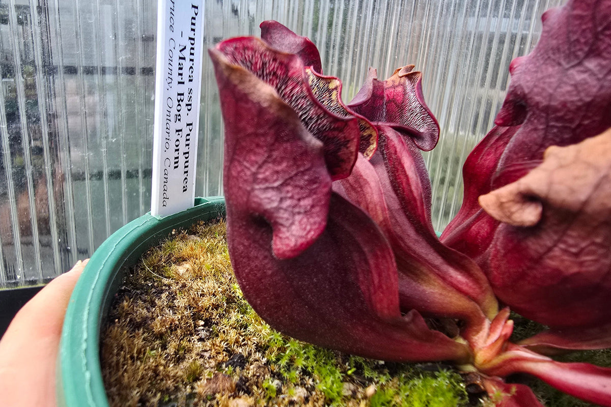 Sarracenia purpurea ssp. purpurea - Marl Bog Form (Bruce County, Ontario, Canada) - Purple Pitcher Plant