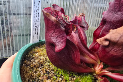 Sarracenia purpurea ssp. purpurea - Marl Bog Form (Bruce County, Ontario, Canada) - Purple Pitcher Plant