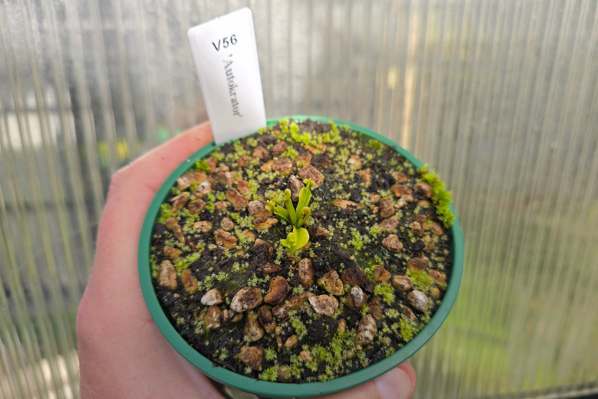 Dionaea muscipula 'Autokrator' - Venus Fly Trap