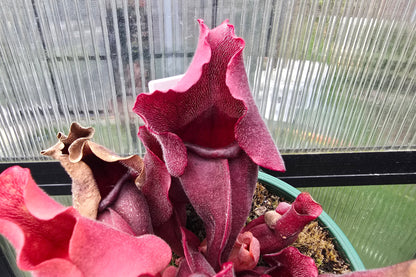 Sarracenia purpurea ssp. rosea Giant Form (Calhoun County, Florida, USA) x 'Big Vigorous' - Purple Pitcher Plant