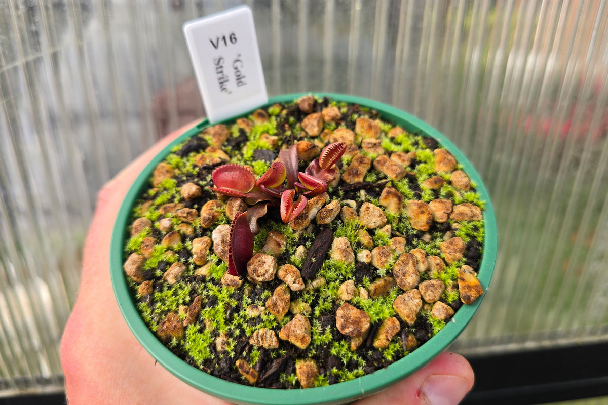 Dionaea muscipula 'Gold Strike' - Venus Fly Trap