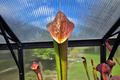 Sarracenia minor var. okefenokeensis (Ware County, Georgia, USA) - Hooded Pitcher Plant