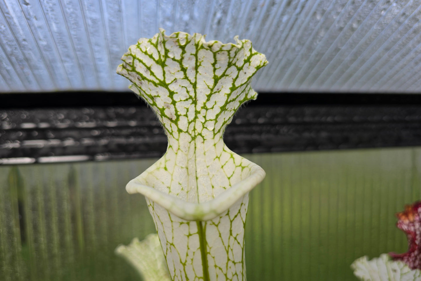 SEED - Sarracenia leucophylla var. alba cv. 'Hurricane Creek White' (Baldwin County, Alabama, USA) - White Pitcher Plant - 10+ Per Packet