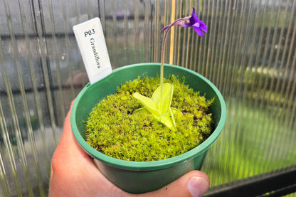 Pinguicula grandiflora - Cold Temperate Large-Flowered Butterwort