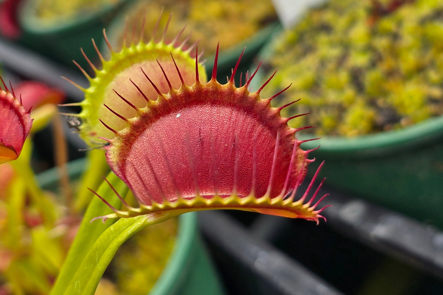 Dionaea muscipula 'Miss Frizzles' - Venus Fly Trap