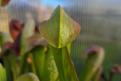 Sarracenia minor - Hooded Pitcher Plant
