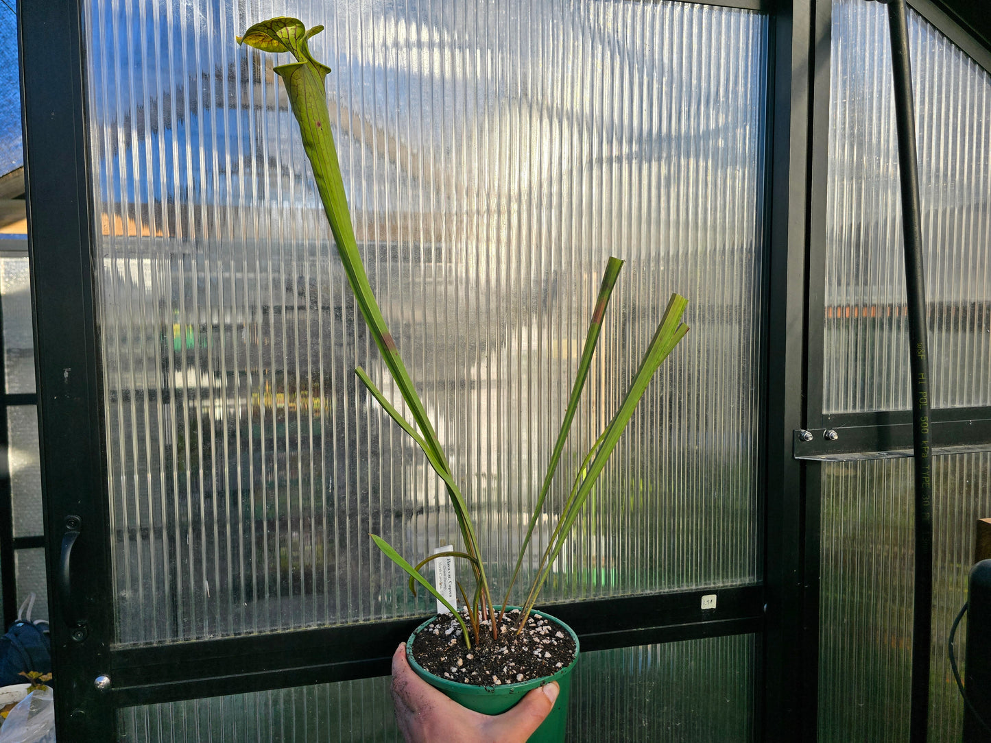 Sarracenia flava var. cuprea (Green Swamp, North Carolina, USA) - American Pitcher Plant