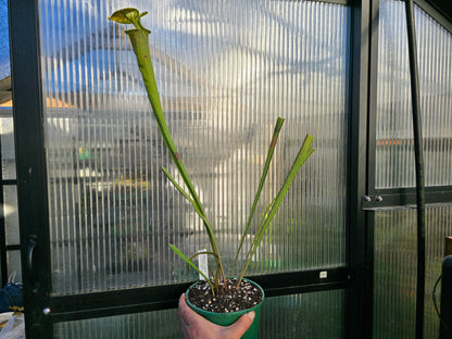 Sarracenia flava var. cuprea (Green Swamp, North Carolina, USA) - American Pitcher Plant