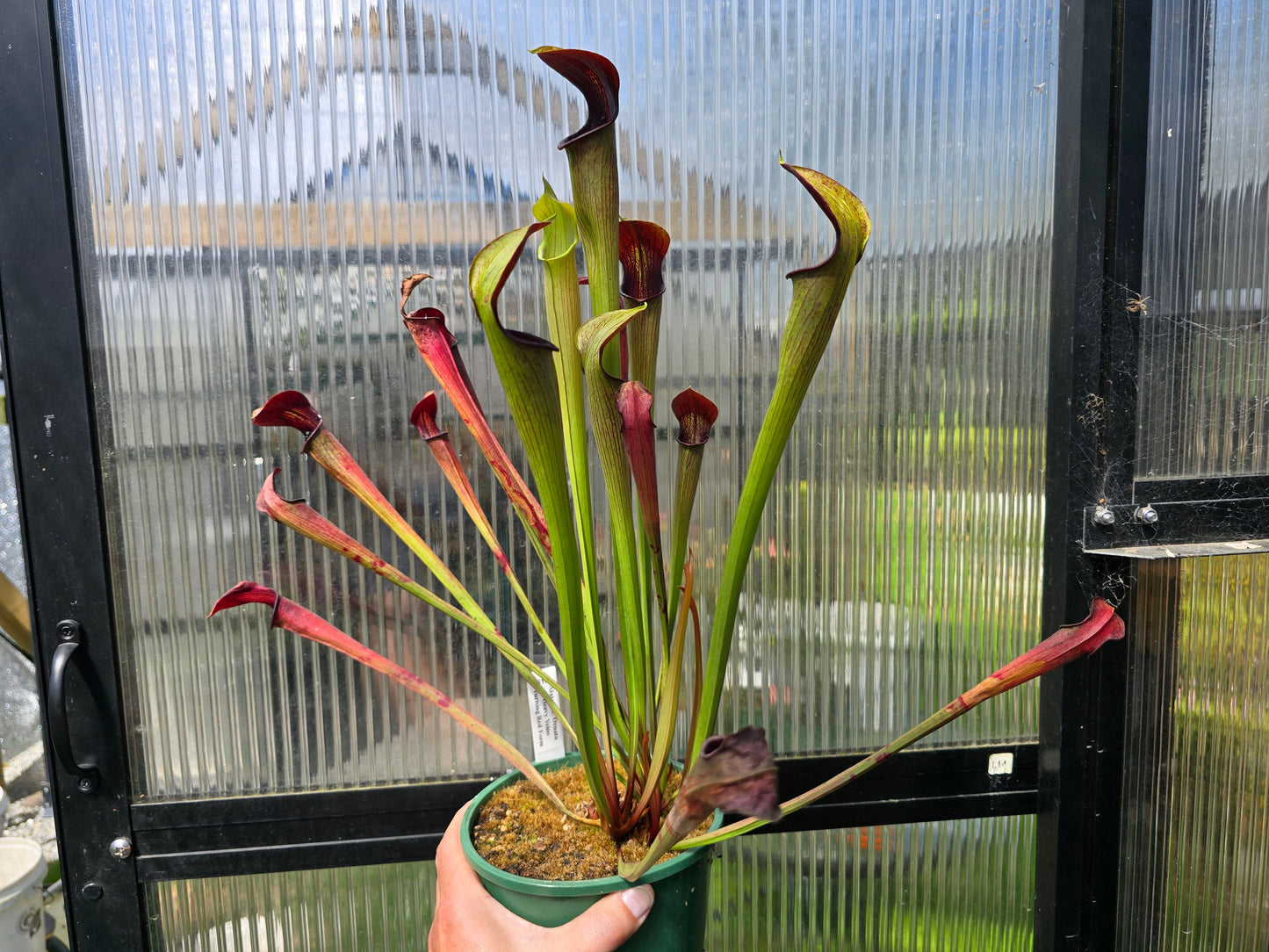 Sarracenia alata var. ornata 'Heavy Veins Turning Red Form' - American Pitcher Plant