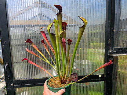 Sarracenia alata var. ornata 'Heavy Veins Turning Red Form' - American Pitcher Plant