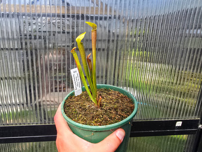 Sarracenia alata var. ornata 'Heavy Veins Turning Red Form' - American Pitcher Plant