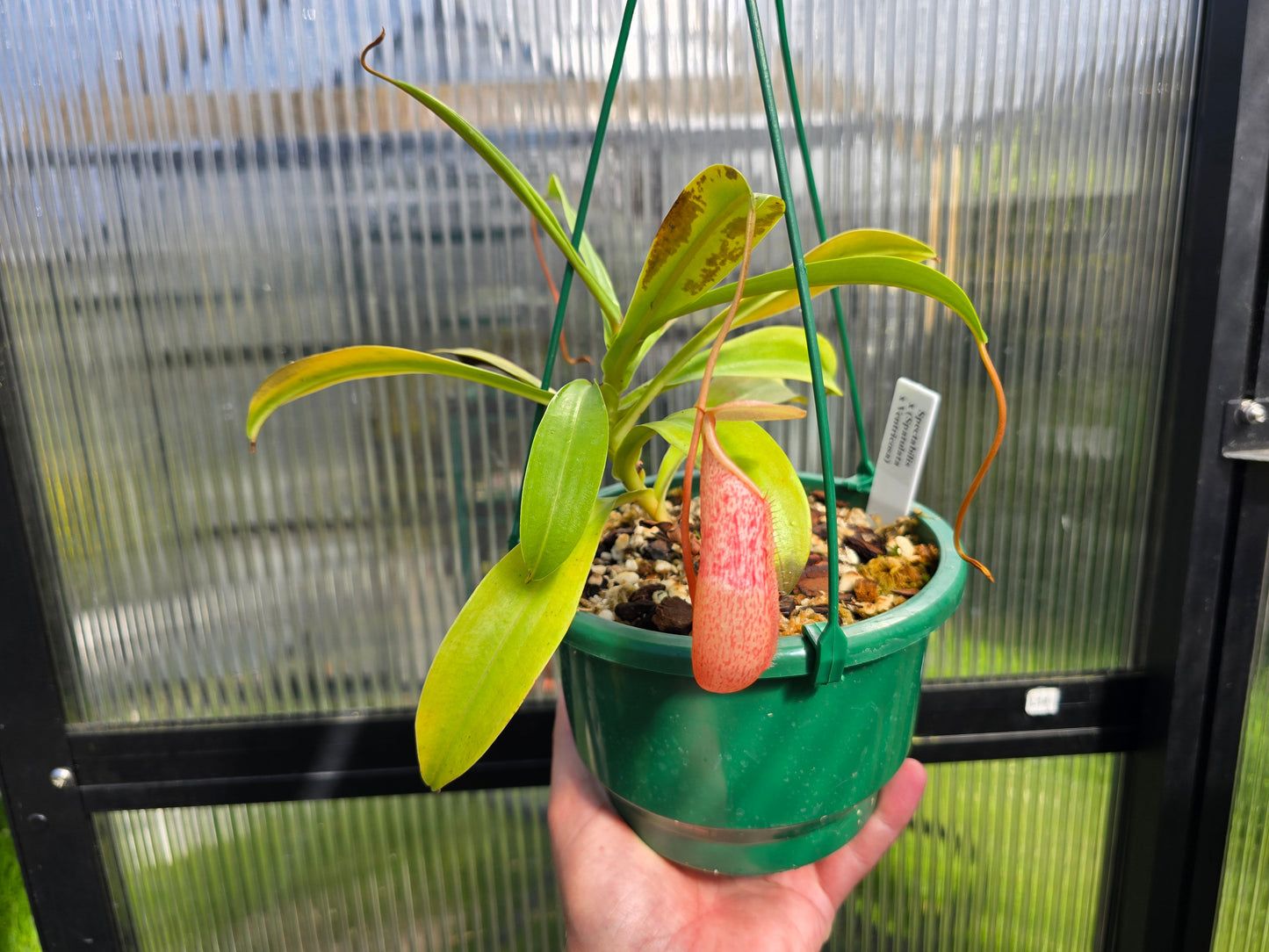 Nepenthes spectabilis x (spathulata x ventricosa) - Highland Tropical Pitcher Plant