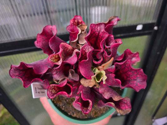 SEED - Sarracenia purpurea ssp. venosa - American Pitcher Plant - 10+ Per Packet