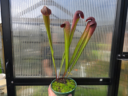 SEED - Sarracenia minor var. okefenokeensis - Hooded Pitcher Plant - 10+ Per Packet