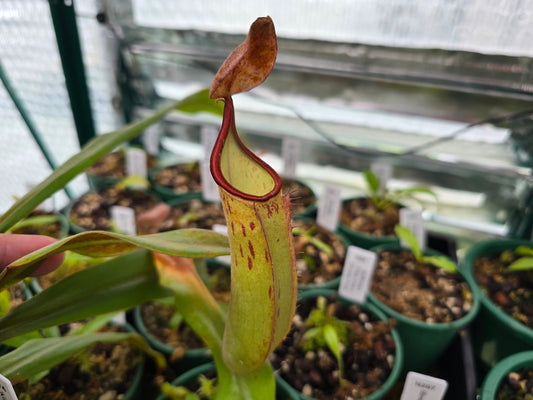 Nepenthes 'Konak' - Lowland Tropical Pitcher Plant