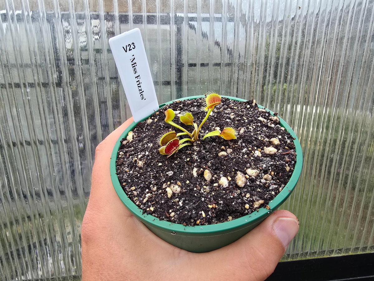 Dionaea muscipula 'Miss Frizzles' - Venus Fly Trap