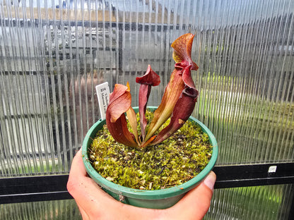 Sarracenia 'Chelsonii' - Maroon Form - American Pitcher Plant