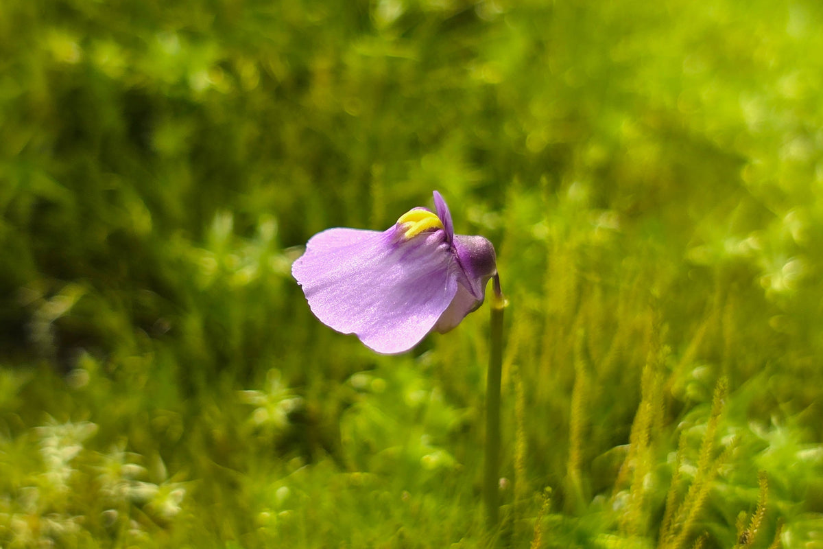 Utricularia dichotoma (Esperance, Western Australia) - Terrestrial Fairy Aprons Bladderwort