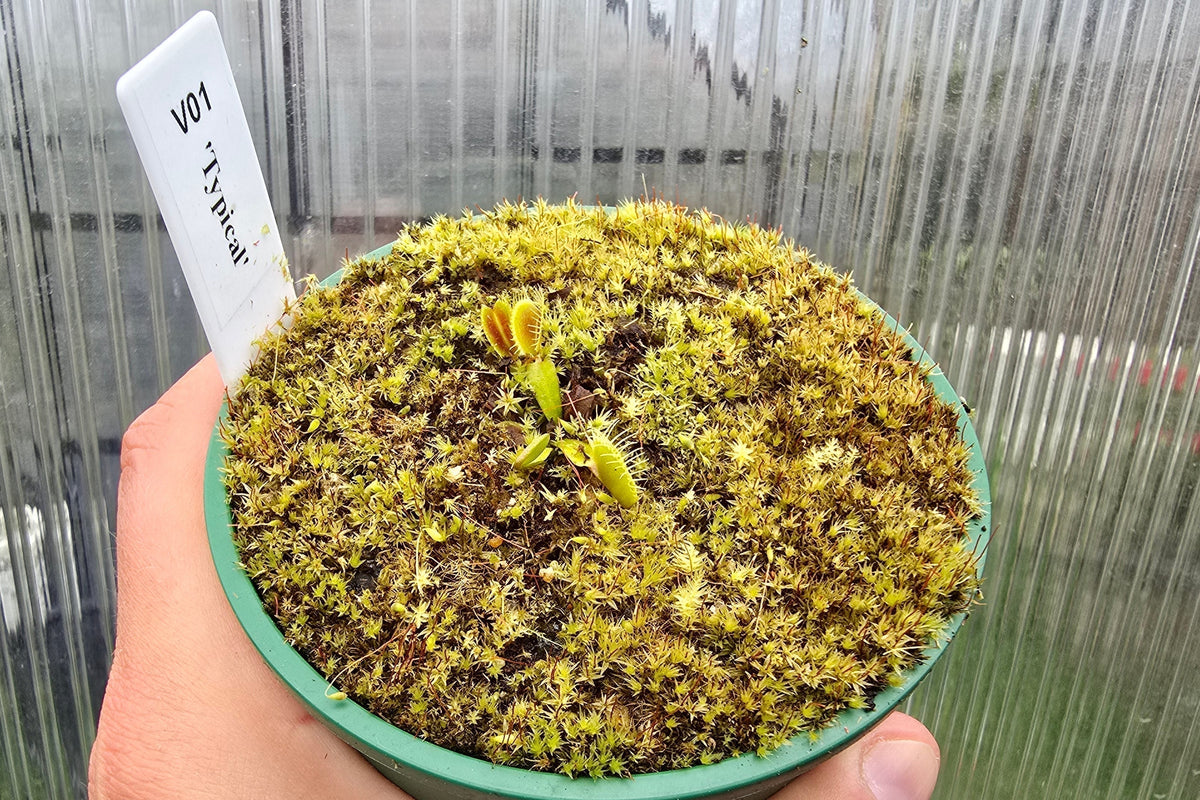 Dionaea muscipula 'Typical' - Venus Fly Trap