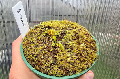 Dionaea muscipula 'Typical' - Venus Fly Trap