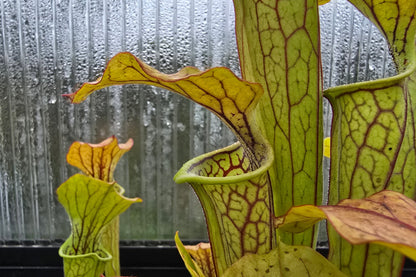 Sarracenia oreophila var. ornata (DeKalb County, Georgia, USA) - Green Pitcher Plant