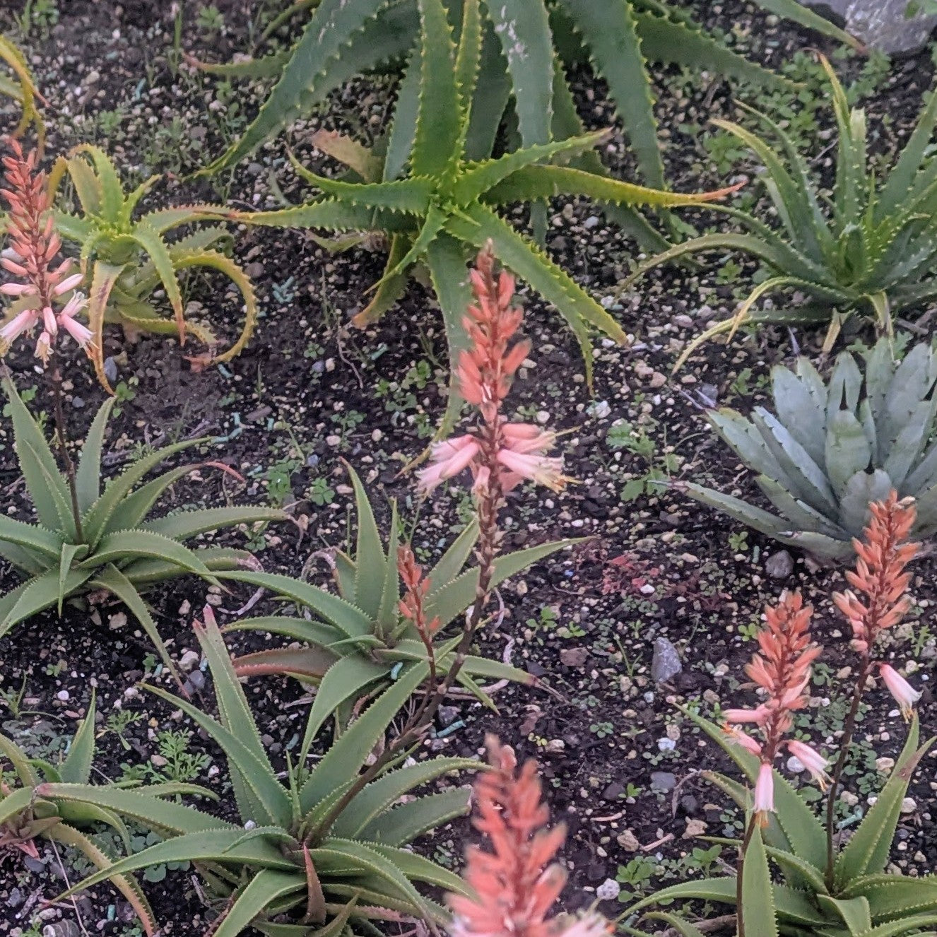 Aloe Fairy Pink
