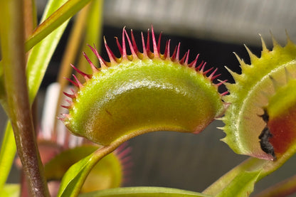 Dionaea muscipula 'Z11' x 'Shark Teeth' - Venus Fly Trap