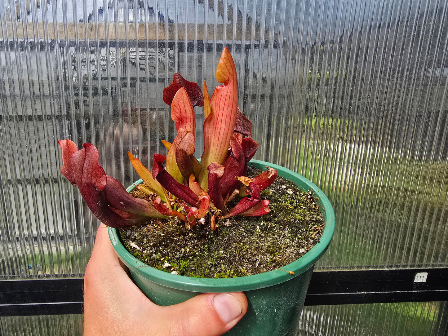 Sarracenia 'Chelsonii' - Maroon Form - American Pitcher Plant
