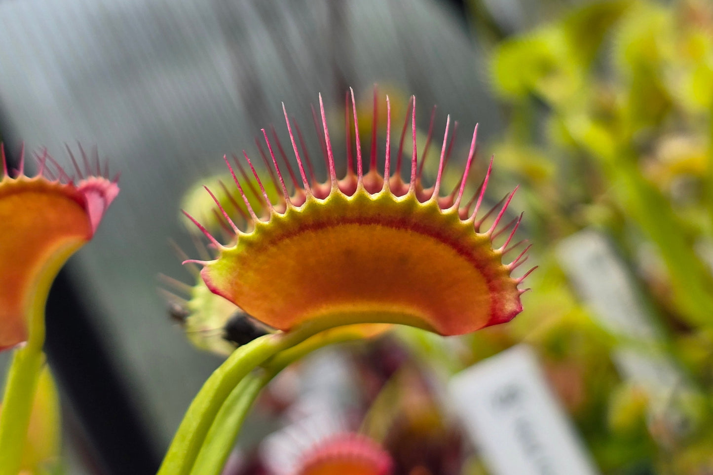 Dionaea muscipula 'Miss Frizzles' - Venus Fly Trap