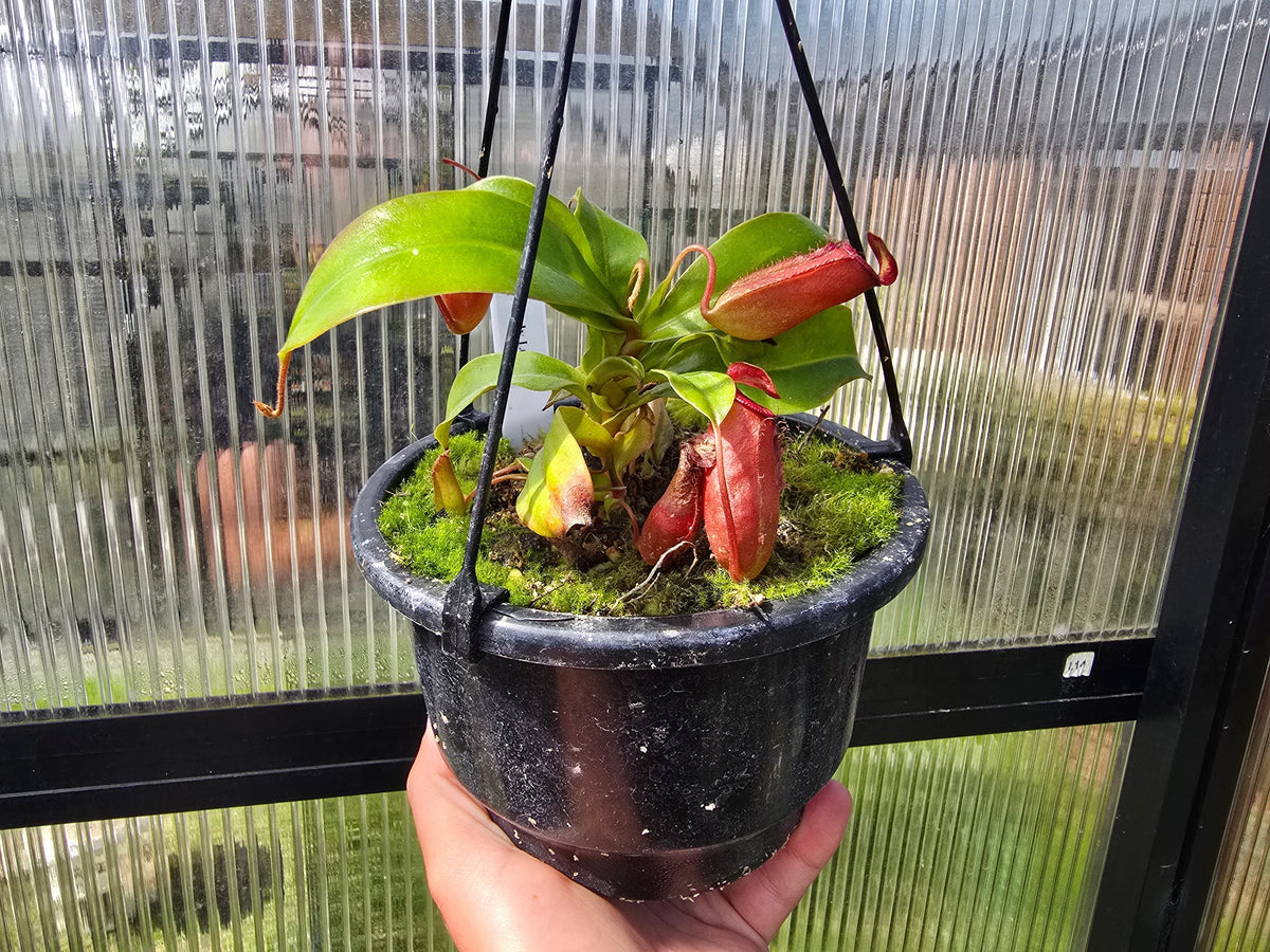 Nepenthes 'Lady Luck' - Intermediate Tropical Pitcher Plant