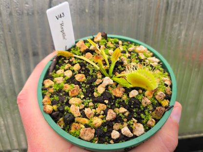 Dionaea muscipula 'Reptile' - Venus Fly Trap