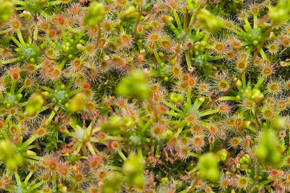 Drosera helodes × pulchella - Pygmy Sundew