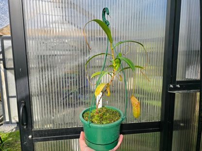 Nepenthes ventricosa x talangensis (Male) - Highland Tropical Pitcher Plant