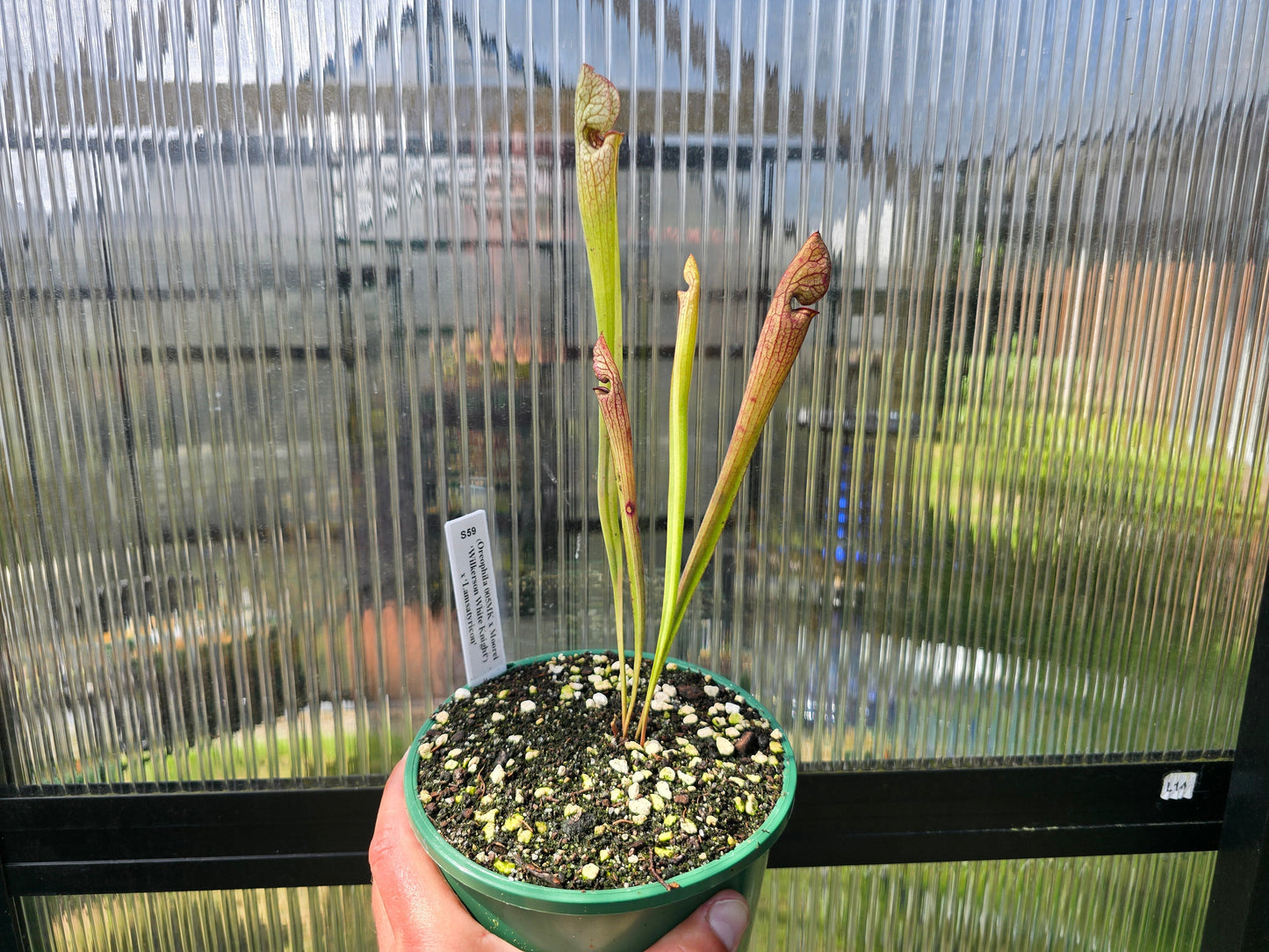 Sarracenia (oreophila 005MK x 'Moorei' cv. 'Wilkerson White Knight') x 'Lamsatyricon' - American Pitcher Plant